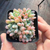 Graptopetalum pachyphyllum 'blackberry'