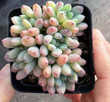 Graptopetalum pachyphyllum 'blackberry'