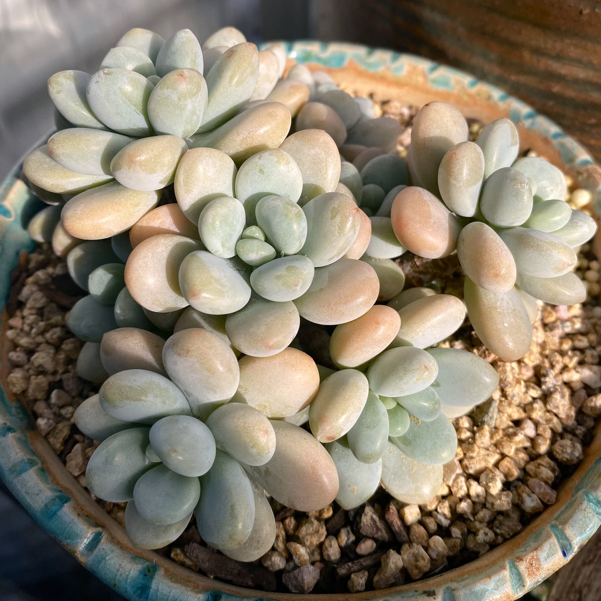 Graptosedum miul |RNT SUCCULENTS