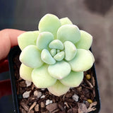 Graptoveria bubble gum