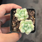 Graptoveria bubble gum