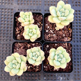 Graptoveria bubble gum