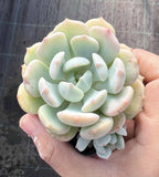 MELBOURNE SYDNEY ADELAIDE QUEENSLAND CANBERRA VICTORIA NSW QUEENSLAND SOUTH AUSTRALIA ACT SUCCULENT 多肉 墨尔本 维多利亚 澳洲 澳大利亚 悉尼 新南威尔士 阿德莱德 南澳 昆士兰 布里斯本 黄金海岸 多肉植物 堪培拉 Graptoveria moonglow monstrose 格林石化