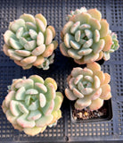 Graptoveria moonglow monstrose
