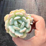 Graptoveria moonglow monstrose