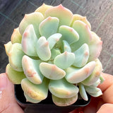 Graptoveria moonglow monstrose