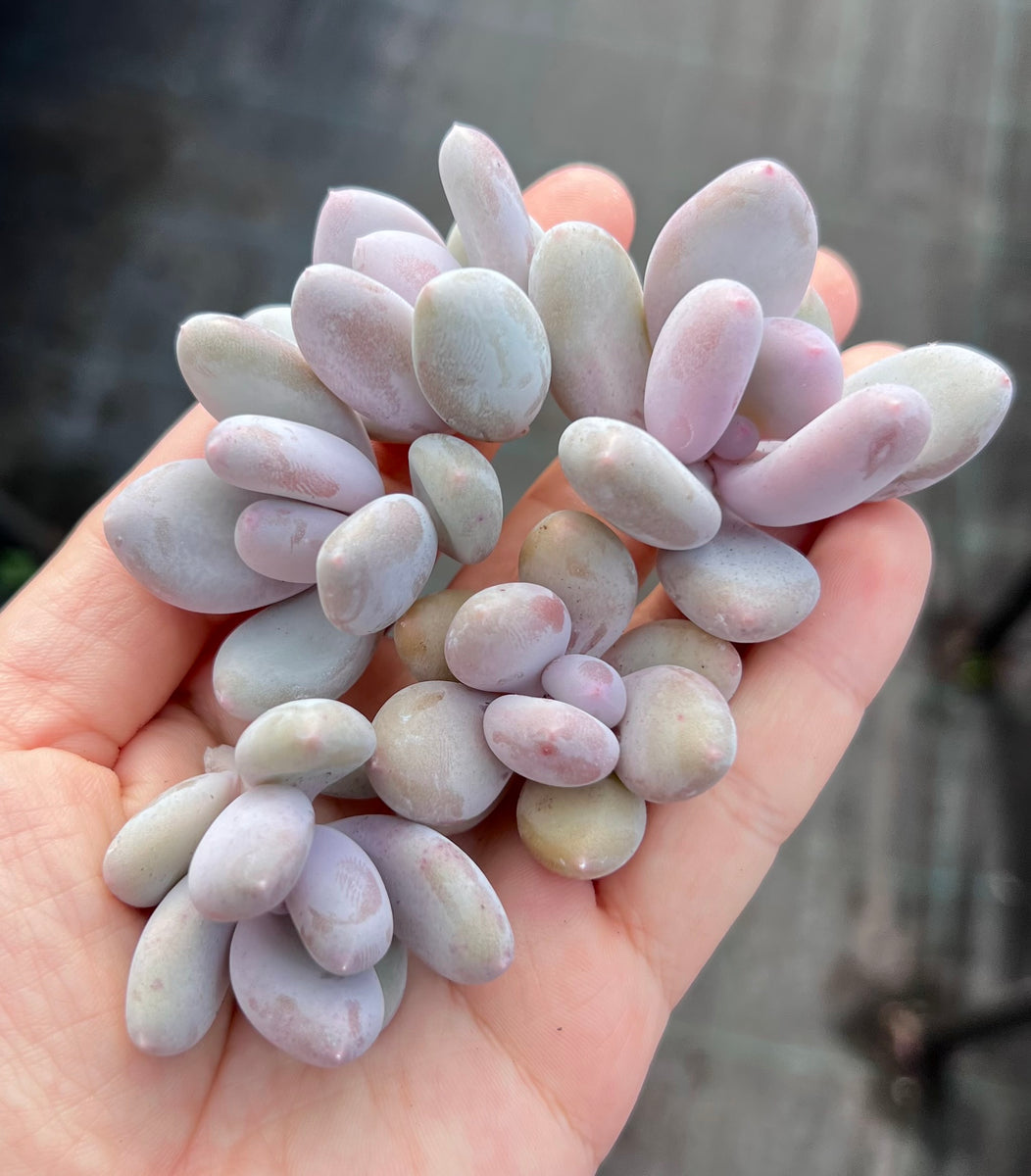 P. orange snowball cutting x 1 RNT SUCCULENTS