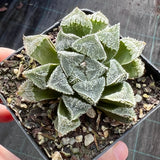 Haworthia. ‘Kegani’ x pygmaea