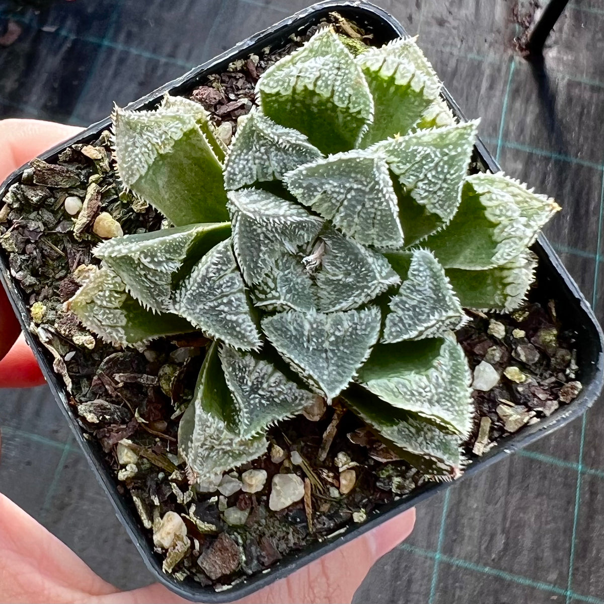 Haworthia. 'Kegani' x pygmaea – RNT SUCCULENTS