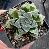 Haworthia. ‘Kegani’ x pygmaea