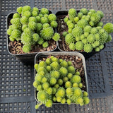 Monanthes polyphylla