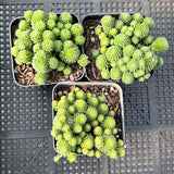 Monanthes polyphylla