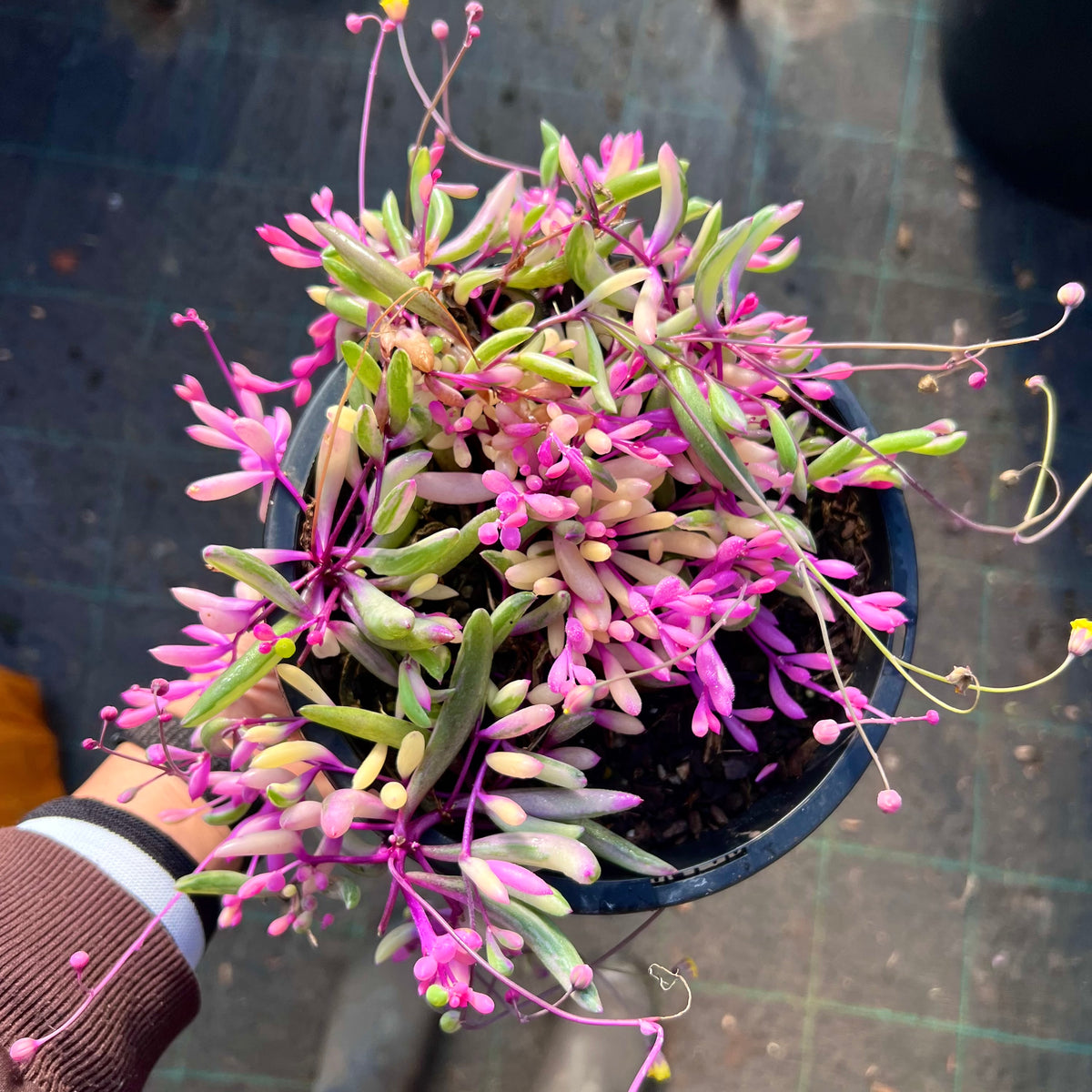 tiny opal succulents Othonna 'opal necklace' – RNT SUCCULENTS