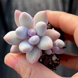 Pachyphytum misty charm