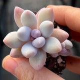 Pachyphytum misty charm