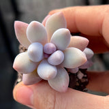 Pachyphytum misty charm