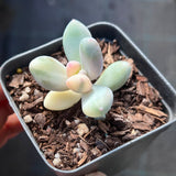 Pachyphytum orange snowball variegate