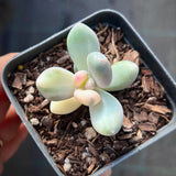 Pachyphytum orange snowball variegate