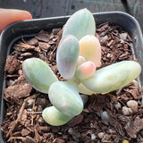 Pachyphytum orange snowball variegate