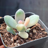 Pachyphytum orange snowball variegate