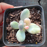 Pachyphytum orange snowball variegate