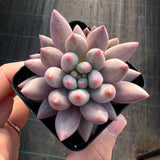 Pachyveria Red Cherry