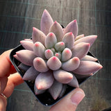Pachyveria Red Cherry