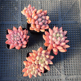 Pachyveria Red Cherry