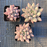 Pachyveria Red Cherry