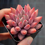 Pachyveria Red Cherry