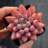 Pachyveria Red Cherry