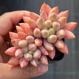 Pachyveria Red Cherry