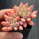 Pachyveria Red Cherry