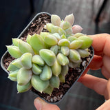 Pachyveria rough crest