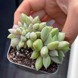 Pachyveria rough crest