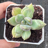 Pachyveria Rough monstrose