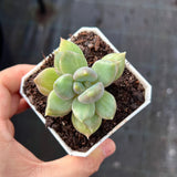 Pachyveria Rough monstrose