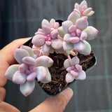 Pachyveria Vigro monstrose