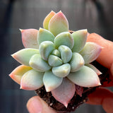 Pachyveria hialium