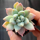 Pachyveria hialium