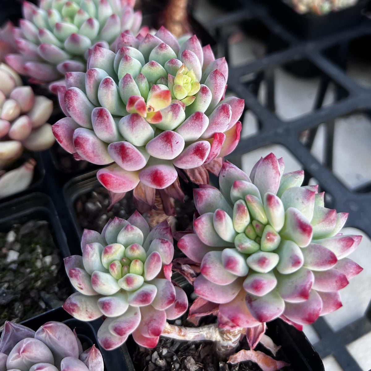blue apple succulent Sedeveria blue elf SMALL – RNT SUCCULENTS