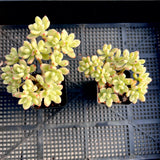 Sedum Jelly Bean Mickey Variegated