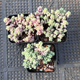 Sedum dasyphyllum lilac mound