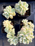 Sedum clavatum variegata