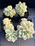 Sedum clavatum variegata