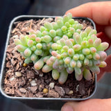 Sedum pachyphyllum crest S