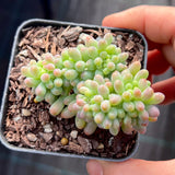 Sedum pachyphyllum crest S
