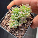Sedum pachyphyllum crest S