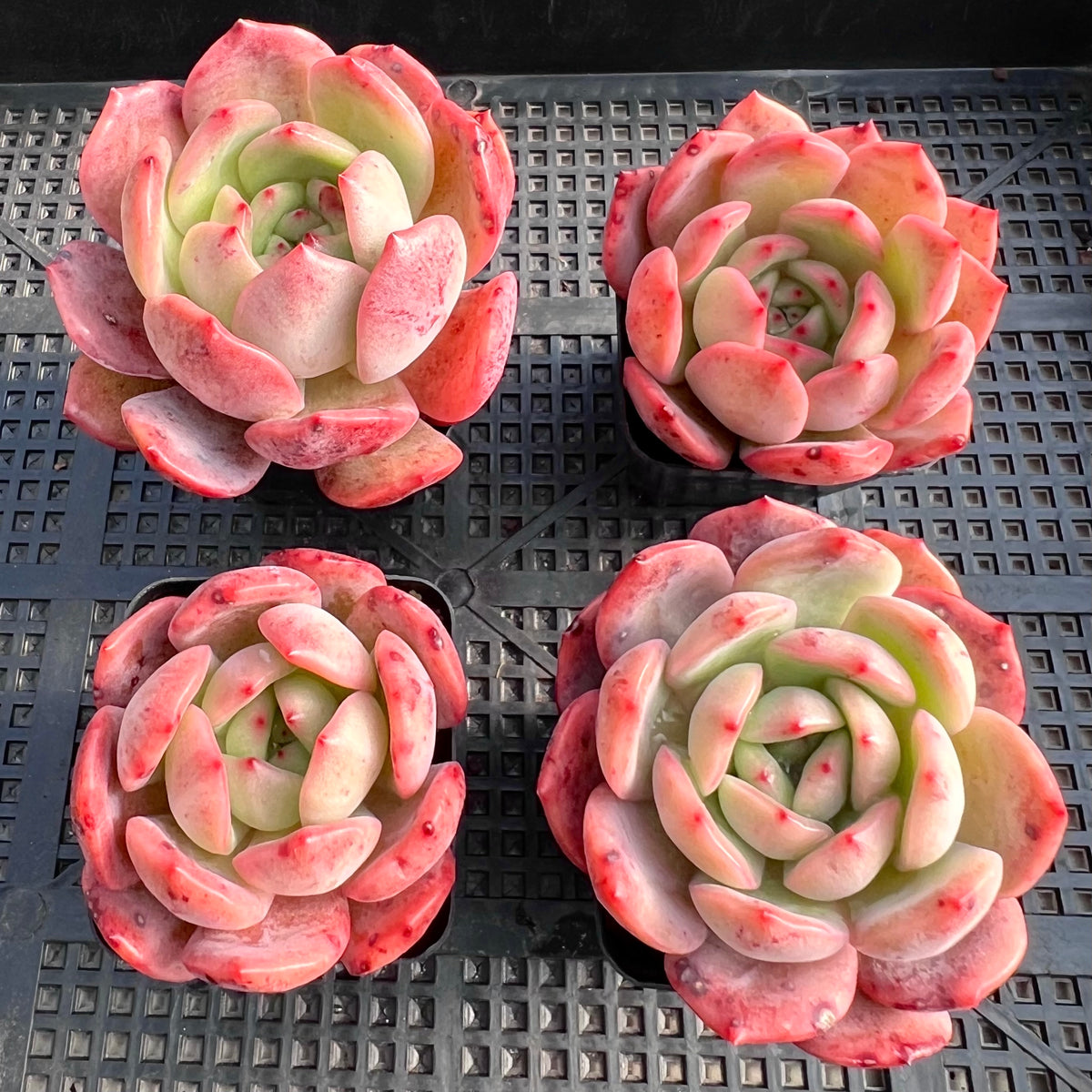 Echeveria Pink Glam Semi Monstrose Rnt Succulents