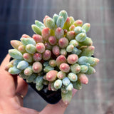 Pachyphytum hookeri Kyobijin